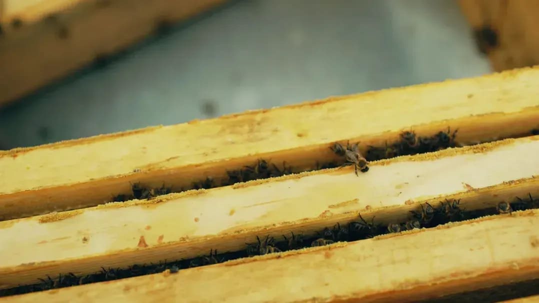 Honeypot Harvest