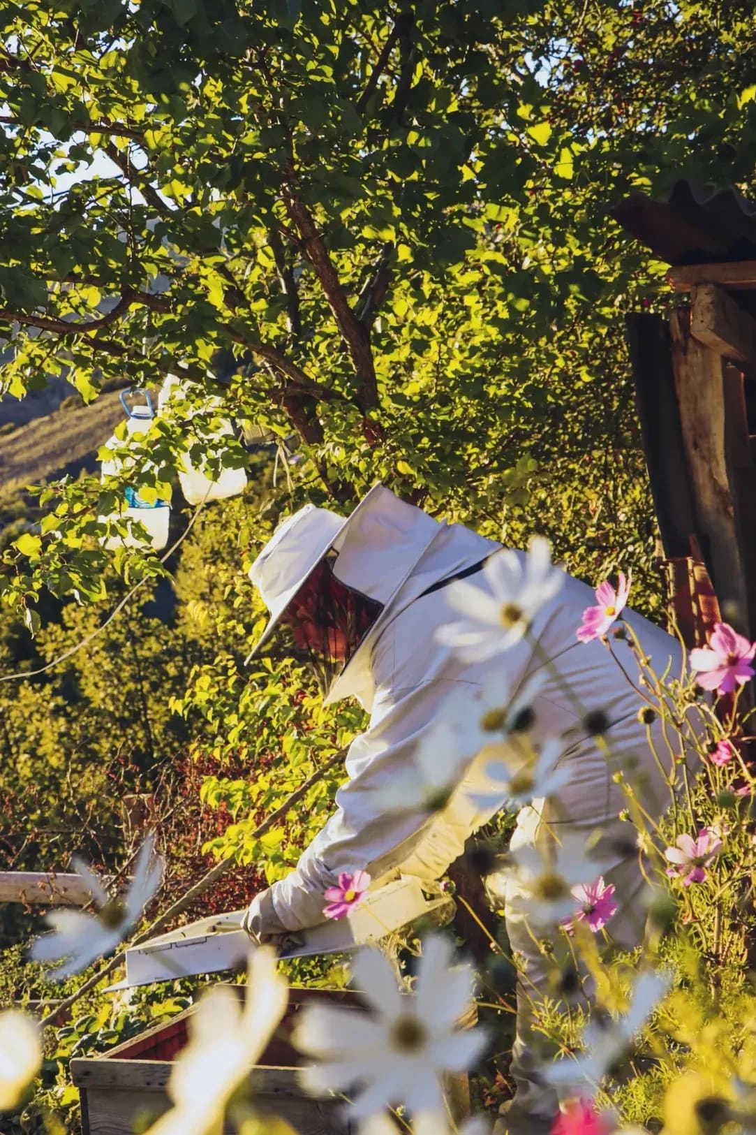 Honeypot Harvest