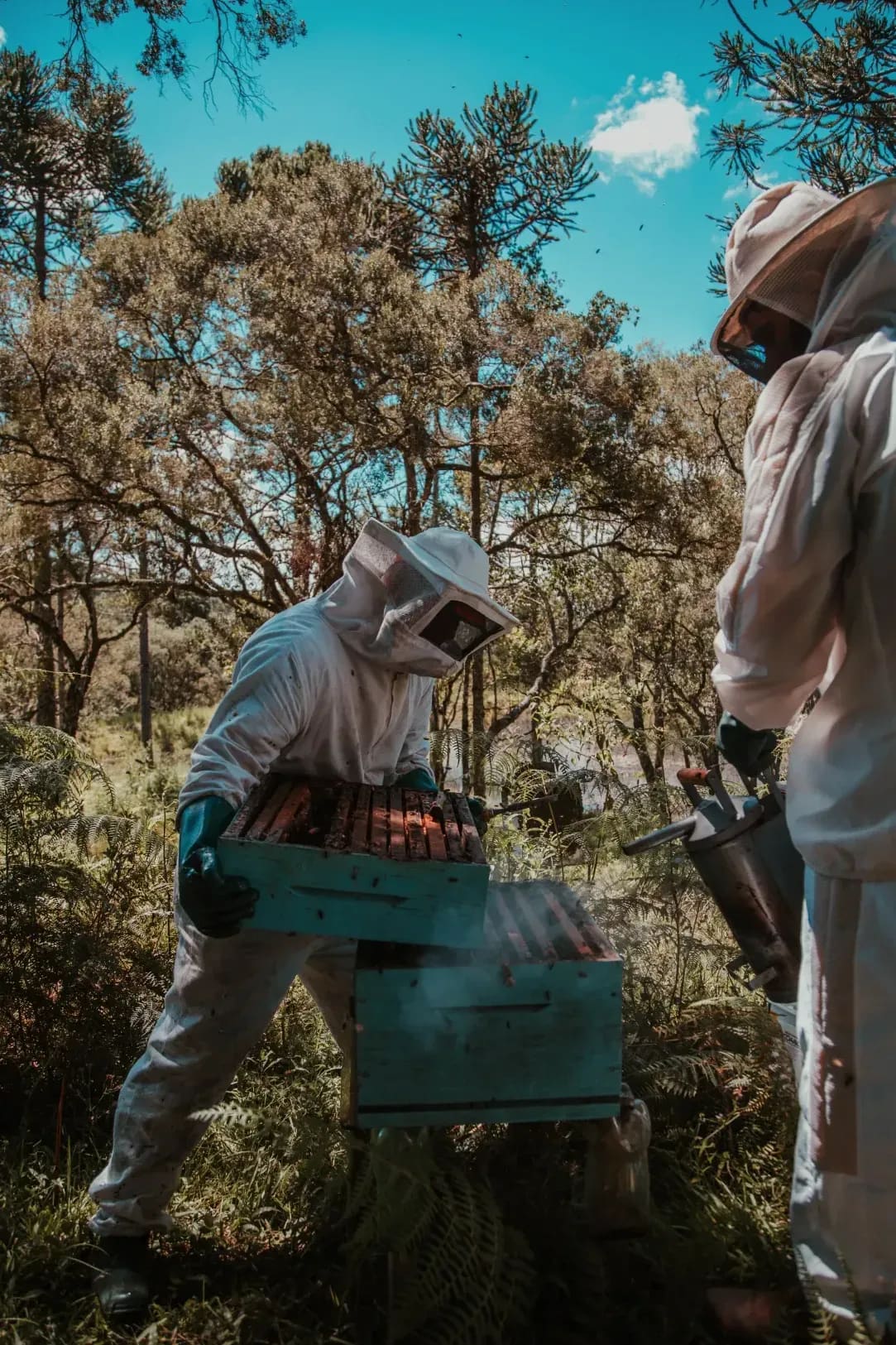 Honeypot Harvest