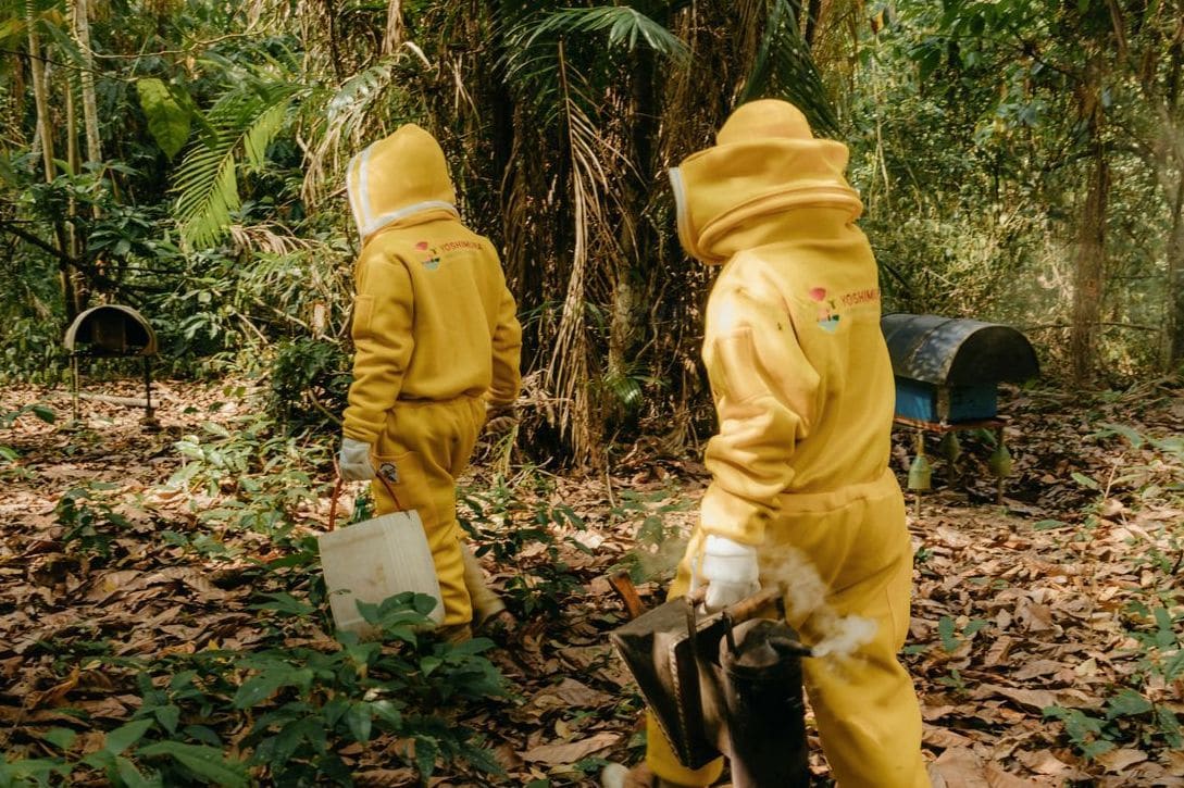Honeypot Harvest 10