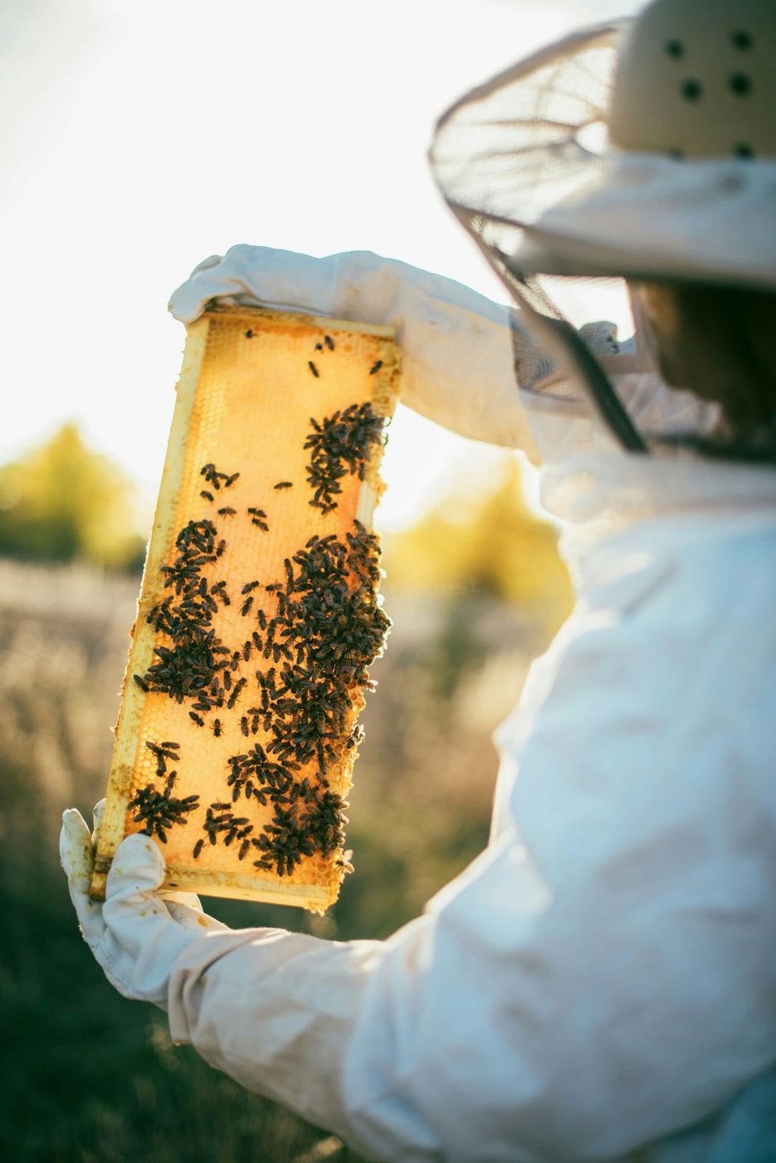 Honeypot Harvest 13