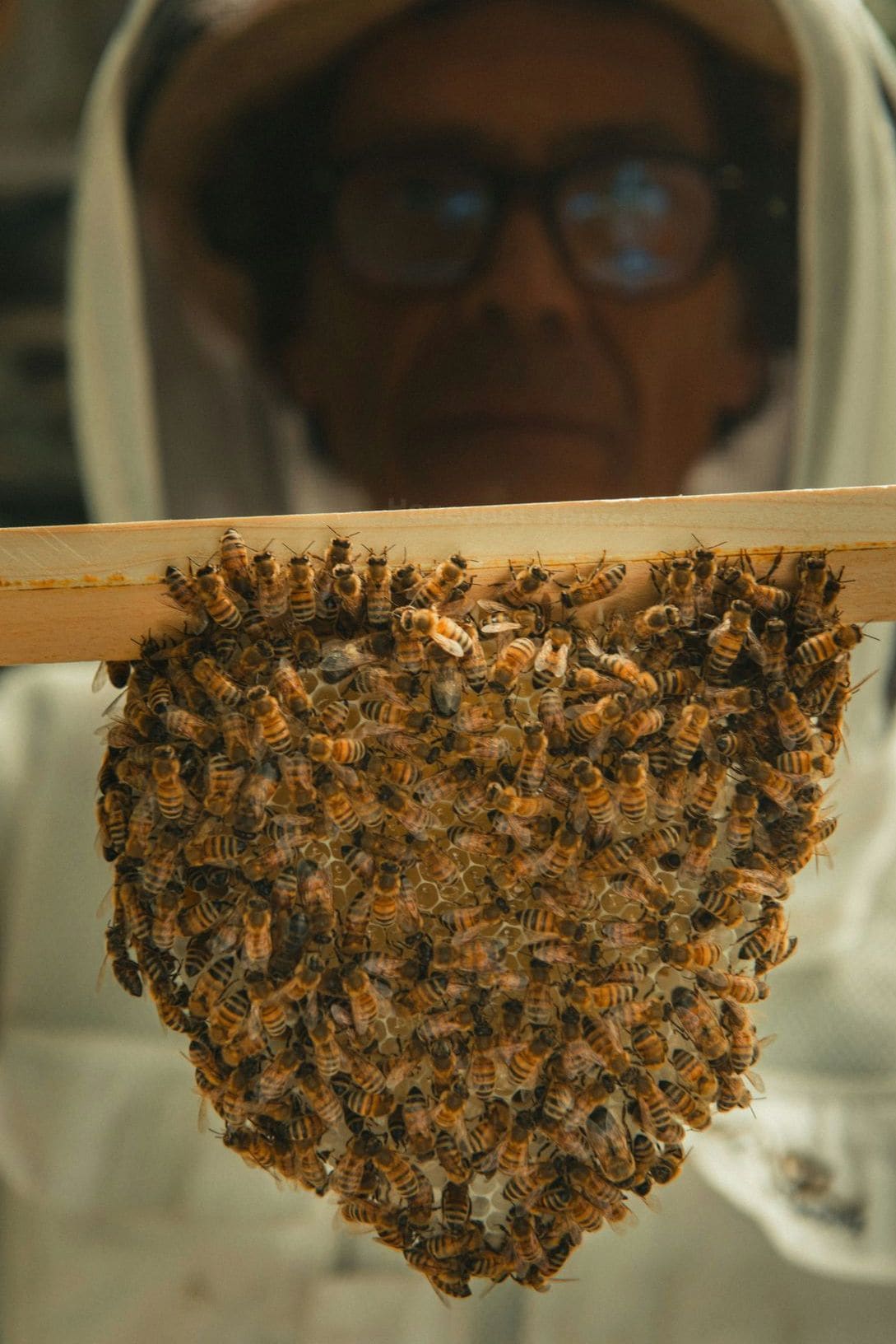 Honeypot Harvest