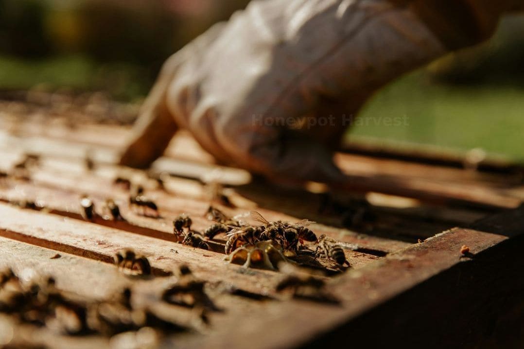 Honeypot Harvest 3