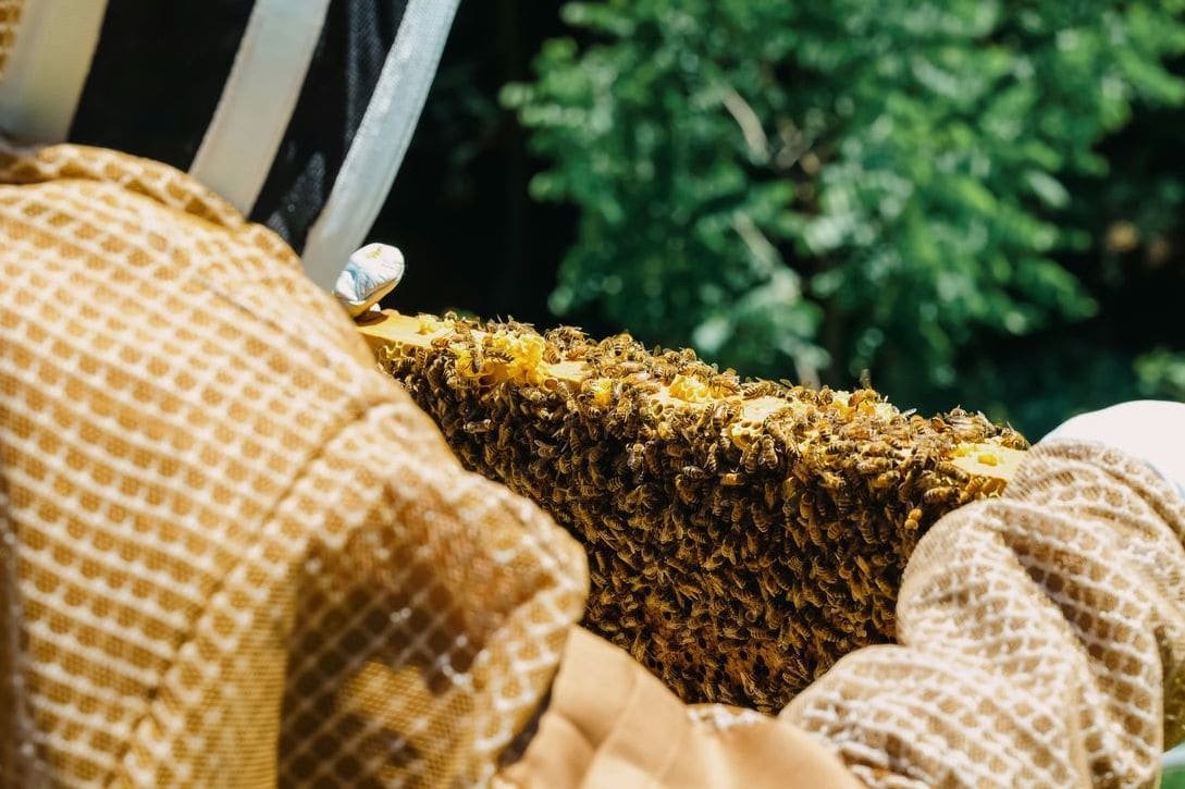 Honeypot Harvest 4