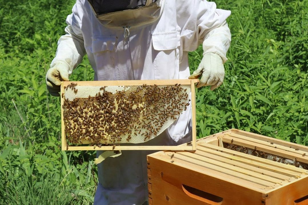 Honeypot Harvest 5