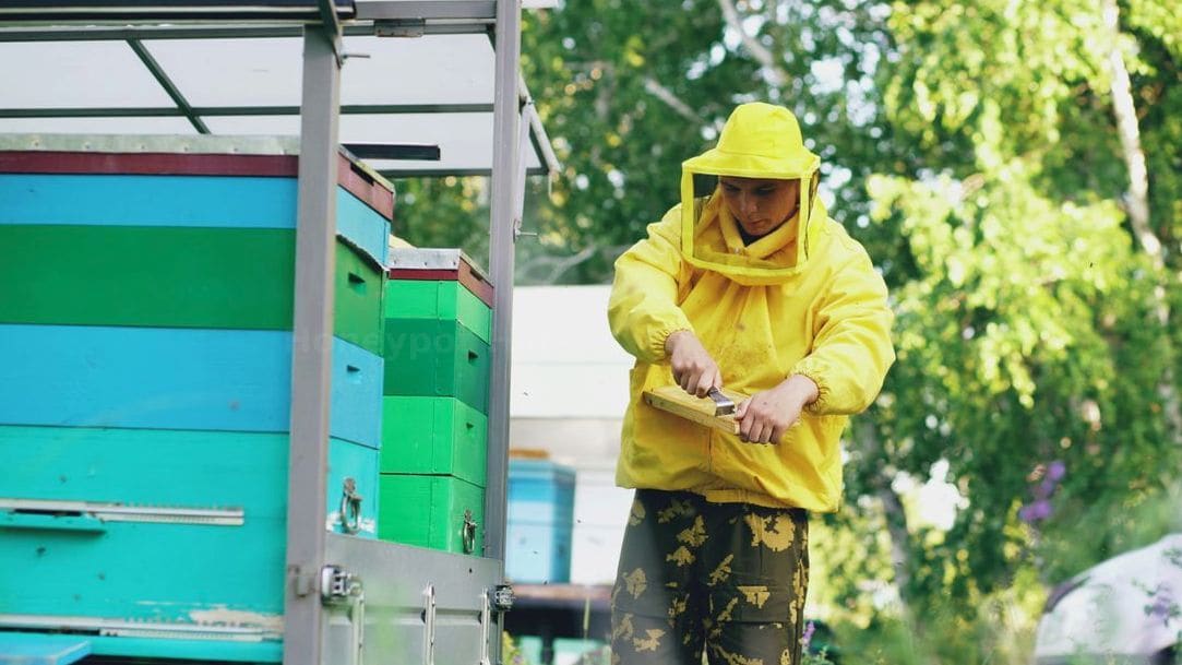 Honeypot Harvest 6