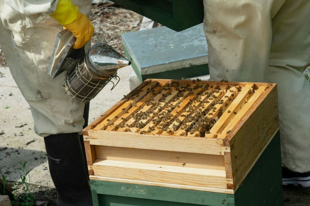 Honeypot Harvest 7