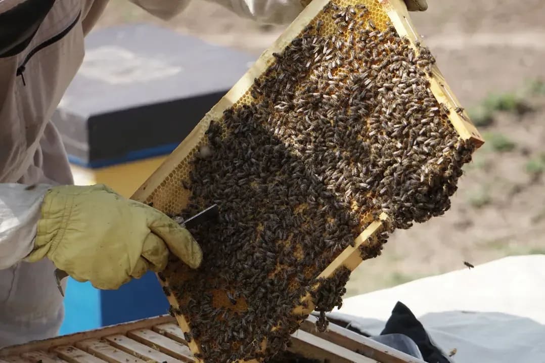 Honeypot Harvest